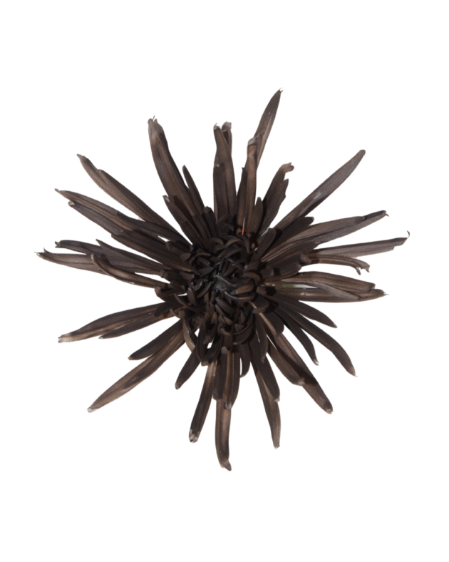 Fc 148 Chocolate - Imagen 2