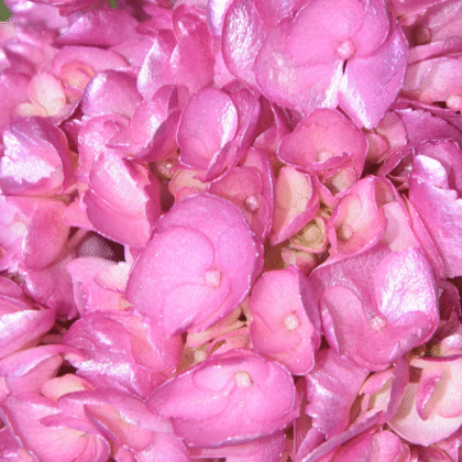 Fc 312 Hotpink metalic