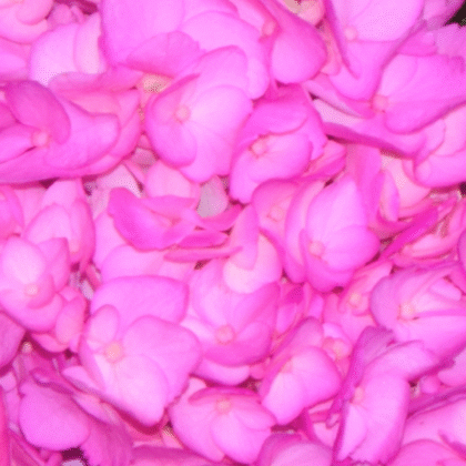 Fc 815 Magenta brillante