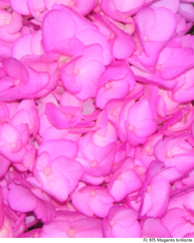 Fc 815 Magenta brillante