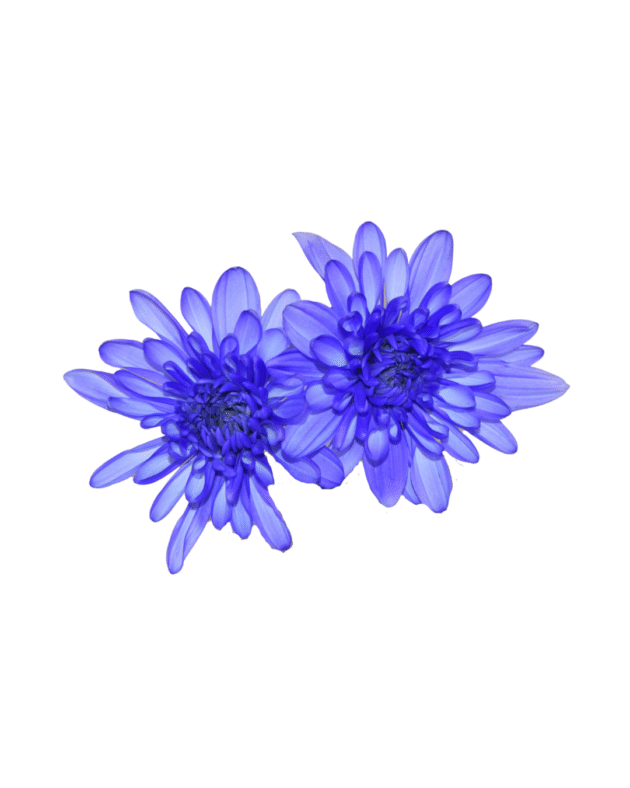 Fc 807 Violeta brillante - Imagen 3