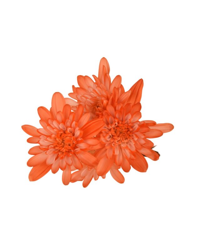 Fc 802 Naranja brillante - Imagen 3