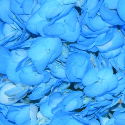 Fc 270 Sky blue