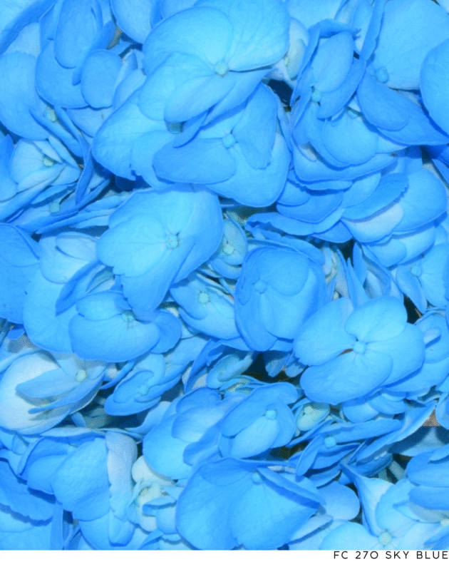 Fc 270 Sky blue