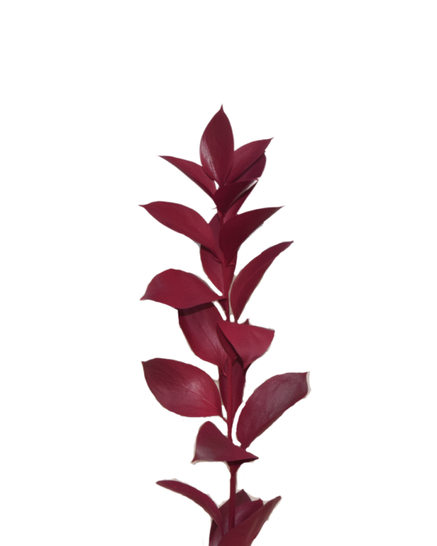 Fc 106 Magenta - Imagen 3