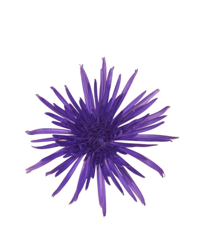Fc 139 Violeta intenso - Imagen 2