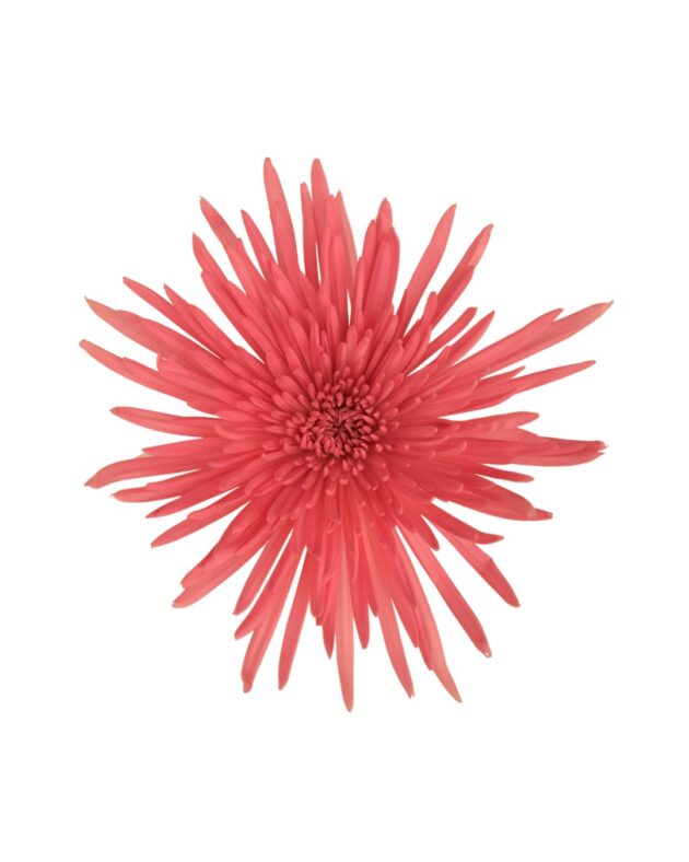 Fc 224 Dark Pink - Imagen 2