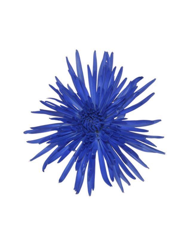 Fc 286 Natural blue - Imagen 2