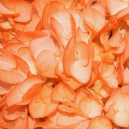 Fc 802 Naranja brillante