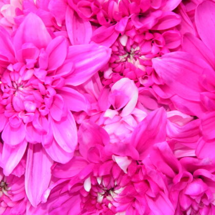 Fc-a05 Hot pink absorción
