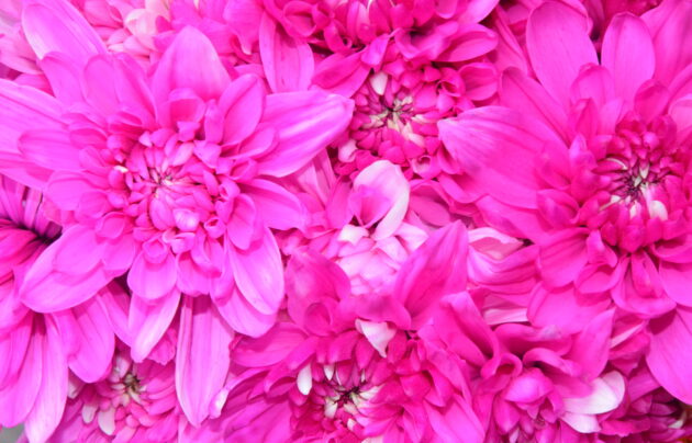 Fc-a05 Hot pink absorción