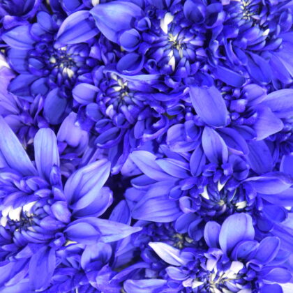 Fc-a41 Violeta absorción