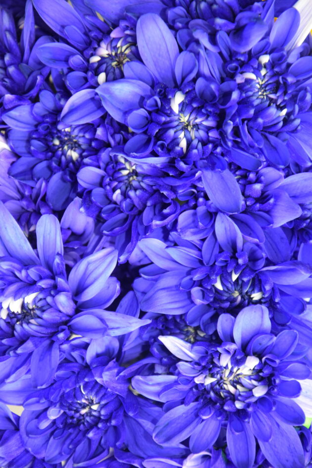 Fc-a41 Violeta absorción