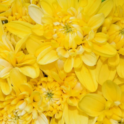 Fc-a 01 Amarillo absorción