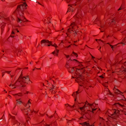 Fc-a46 Rojo navidad absorción