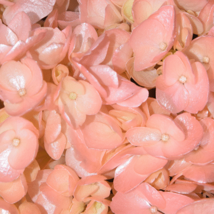 Fc 520 Pink perlado
