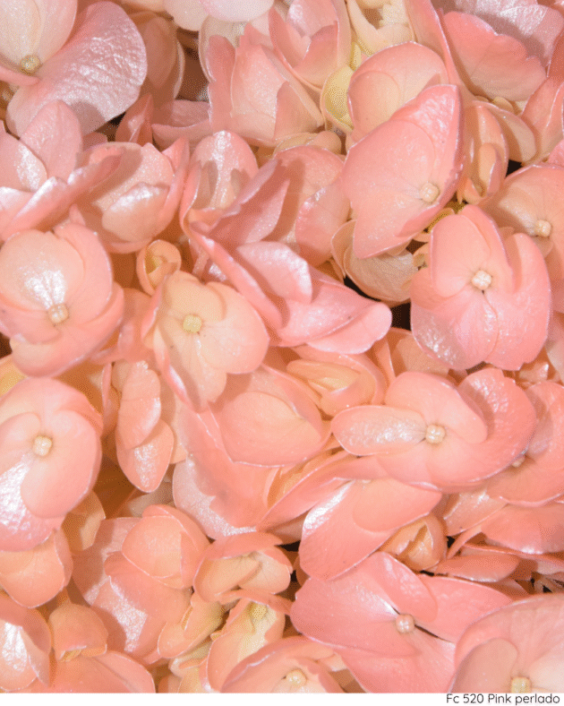 Fc 520 Pink perlado