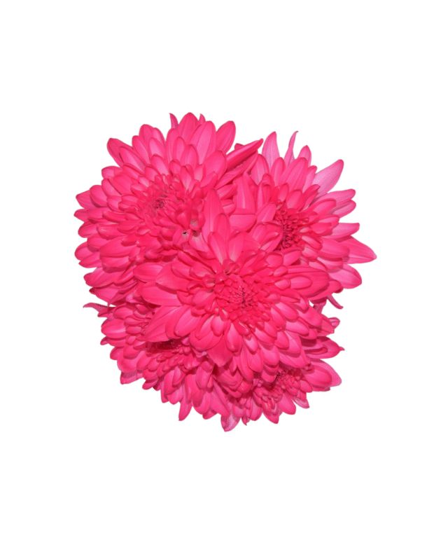 Fc 810 Pink brillante - Imagen 3