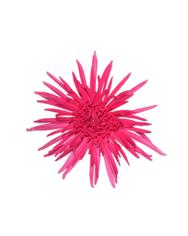 Fc 810 Pink brillante - Imagen 2