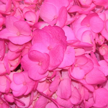 Fc 810 Pink brillante