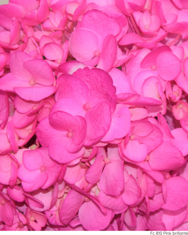Fc 810 Pink brillante