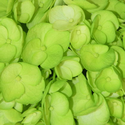 Fc 260 Verde pistacho