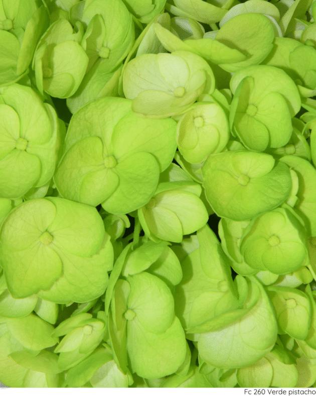 Fc 260 Verde pistacho