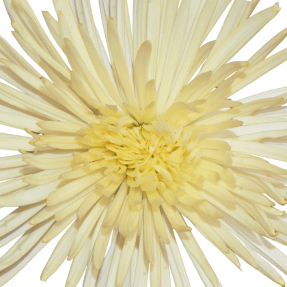 FCI 1001 Light amarillo