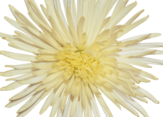 FCI 1001 Light amarillo