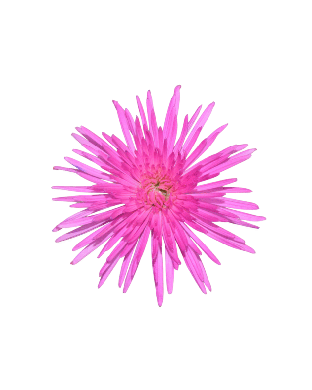 Fc 815 Magenta brillante - Imagen 2