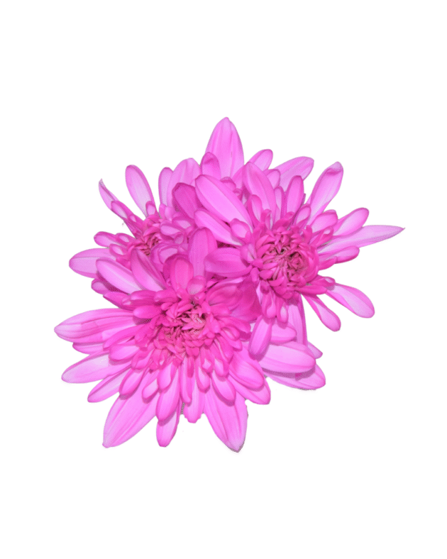 Fc 815 Magenta brillante - Imagen 3