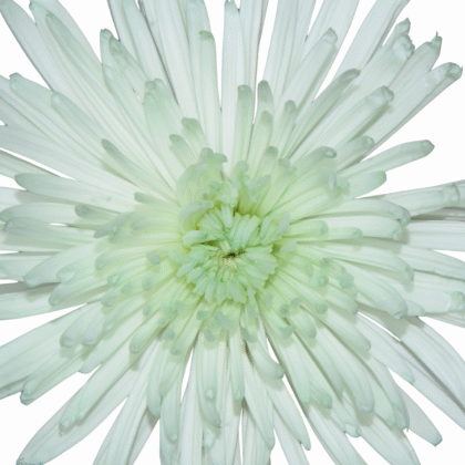 FCI 1002 Light verde