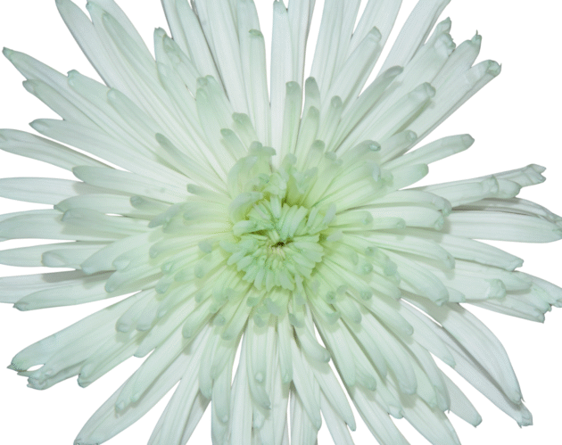FCI 1002 Light verde