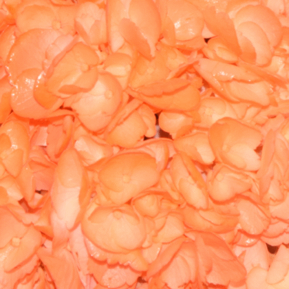 Fc 402 Naranja Neón