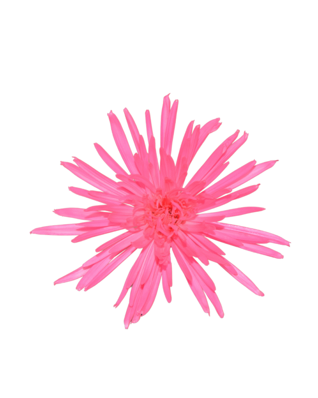 Fc 401 Hot pink Neón - Imagen 2