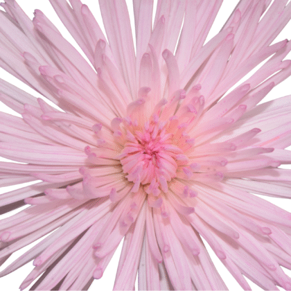 FCI 1008 Light hot pink