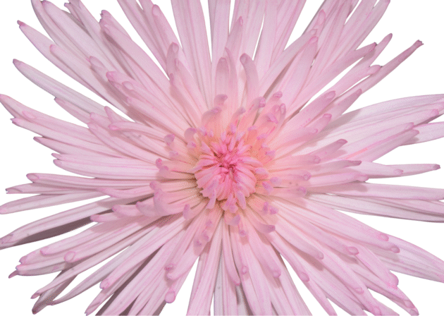 FCI 1008 Light hot pink