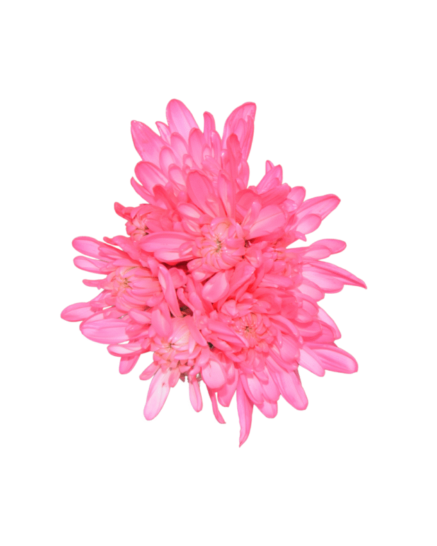 Fc 401 Hot pink Neón - Imagen 3