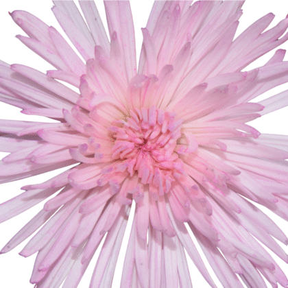 FCI 1009 Pink