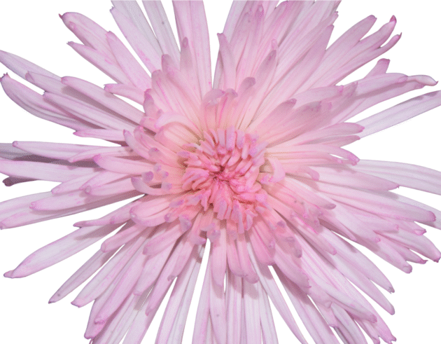 FCI 1009 Pink