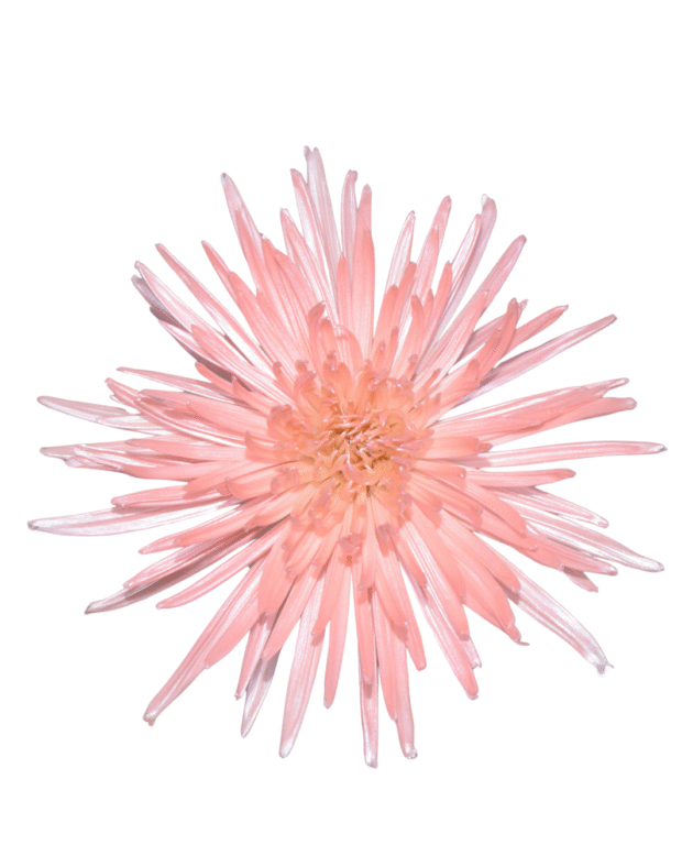 Fc 520 Pink perlado - Imagen 2