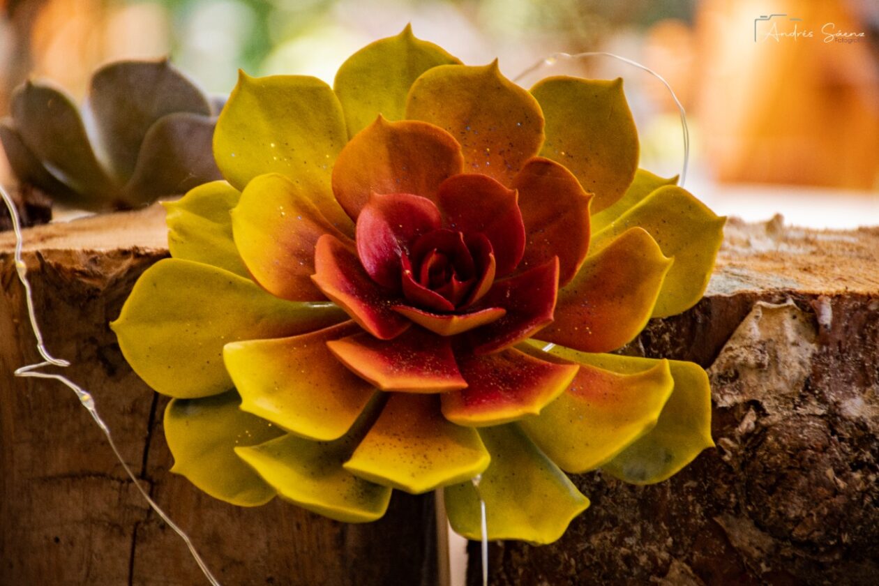 Florus Color Flower Colors