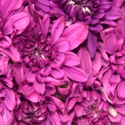 FC-A33 Natural purple