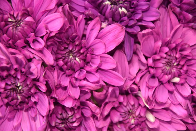 FC-A33 Natural purple