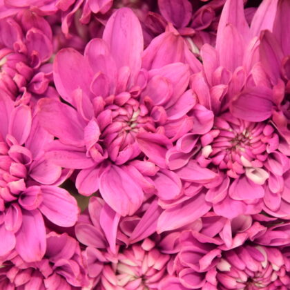 FC-A27 Magenta