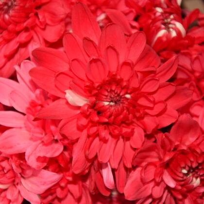 FC-A 17 Rojo escarlata