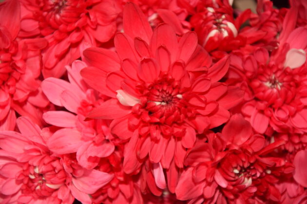 FC-A 17 Rojo escarlata