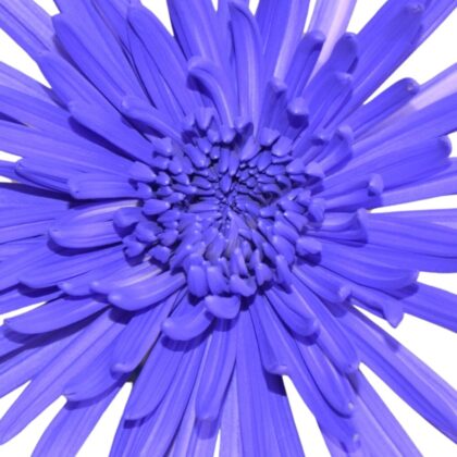Fc 999 Royal purple