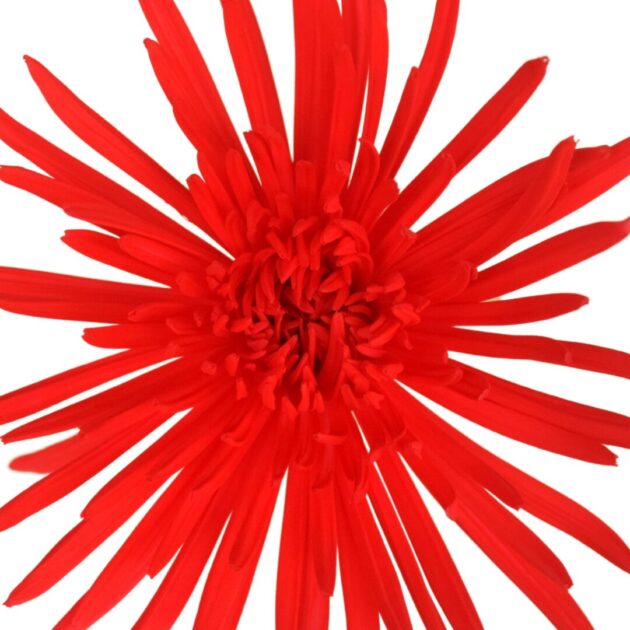 Fc 997 Rojo fusión