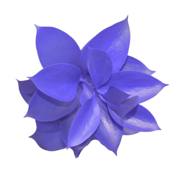 Fc 999 Royal purple - Imagen 2